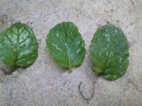 ミントの葉 病気 虫 ミントやバジル 雑草等特定の葉に白い斑点が付きます 付か Yahoo 知恵袋