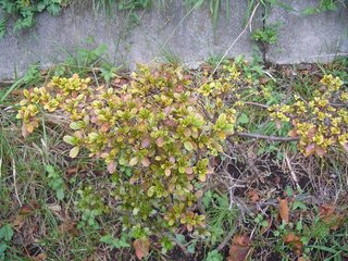 つつじ さつきの葉の黄色化の対策方法がありますか 校庭の周りの土手の Yahoo 知恵袋
