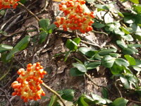 至急 ツルウメモドキについて教えて下さい 植物初心者で Yahoo 知恵袋