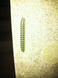 この虫はなんですか 最近庭でよく見かけます 色は 青っぽい黒と黄色の縞模様 長 Yahoo 知恵袋