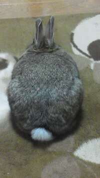 うさぎさんをベッドの下と ベッドの上に乗らせたくないうさぎを飼おう Yahoo 知恵袋