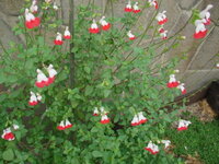 最近よく見る赤と白のきれいな花ですが 名前がわかりません よろしくお Yahoo 知恵袋