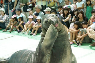 二見シーパラダイスの動物について アサヒグローバルのcmにこれまでのアッ Yahoo 知恵袋