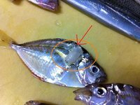 この魚にくっついてる虫って何ですか 昨日 兵庫県赤穂市の坂越港で釣り上げ Yahoo 知恵袋