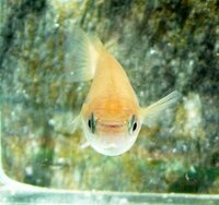 メダカは共食いするんでしょうか メダカの稚魚を飼い始め だんだん大きくなっ Yahoo 知恵袋