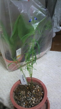 コバルトセージを頂いたのを株分けて鉢植えにしています これからの冬場の育て方を Yahoo 知恵袋