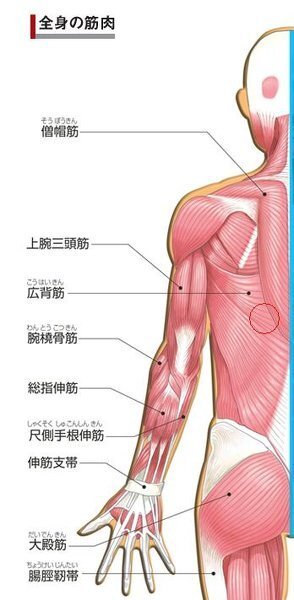 左広背筋の痛みについて教えて下さい 11月6日にゴルフへ行き1週間ほど経 Yahoo 知恵袋