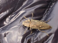 シロスジカミキリに似た虫の名前を教えてください。 先日、岐阜の各務原自衛隊の基地内で、写真のような虫が服の上を歩いているのに気がつきました。
最初、カミキリムシかと思って、家に帰ってPCで調べてみると、シロスジカミキリに似ているようでしたが、
眼はカミキリのように大きなものではありません。(黒いゴマのようでかわいかったです。）また、触角も短く
カミキリムシのような長さはありません。それ...