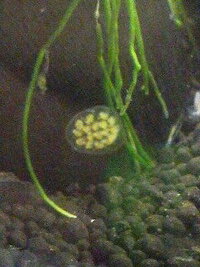 レッドラムズホーンが産卵 これはレッドラムズホーンの卵ですよね 左上にいるのは Yahoo 知恵袋