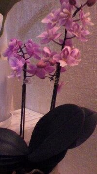 ミニ胡蝶蘭ですが花が終わって花を摘んだ後 来年又花を咲かすにはどのあたりで枝を Yahoo 知恵袋