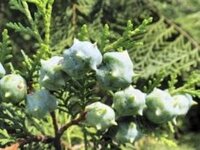 コノテガシワの この画像の実は植えたら芽が出ますか 今はもっと茶色い Yahoo 知恵袋