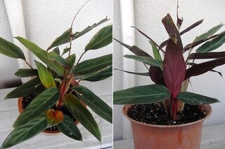 この植物の名前がわかる方 教えてください 葉の裏が赤いです ２年程育 Yahoo 知恵袋