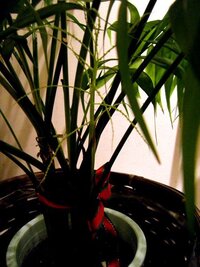 アレカヤシ を育てていたら違う植物が生えてきました なんでしょうか Yahoo 知恵袋