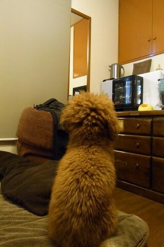 犬の行動について質問です うちの犬は私の部屋にくるとよく部屋の Yahoo 知恵袋