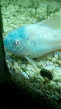 熱帯魚コリドラスを四匹飼ってますがその内の三匹が頭部が青くなりました Yahoo 知恵袋