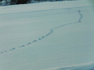 こんばんは 画像の雪の上に付いてる足跡は人間のものでは無く動物のもの Yahoo 知恵袋