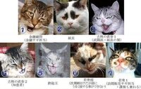 やくざの関係を猫の顔で表した画像ってありませんか 顔でやくざの創 Yahoo 知恵袋