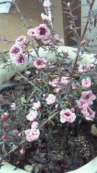 この花はサクラランという名前が書いてあり購入しましたが 育て方を検索 Yahoo 知恵袋