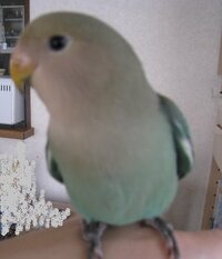 コザクラインコの色について質問です 画像の子ですが何色になる可能性がありますか Yahoo 知恵袋