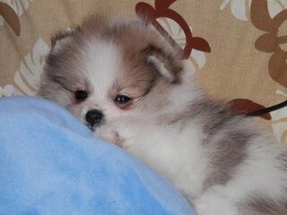 子犬がお風呂を怖がります ２か月半のポメラニアンを飼っています Yahoo 知恵袋