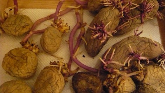 シワシワのジャガイモは種芋になりませんか？昔、普通の芋（種芋でなく