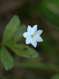 高山植物の生息地についてご質問いたします 滋賀県内に 褄取草 ツマトリソウ Yahoo 知恵袋