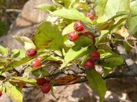 カマツカ 鎌柄 別名 牛殺し という木をご存じないですか バラ Yahoo 知恵袋