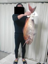 大まかな説明ですみません 真鯛について質問です 体長81センチ6 7 Yahoo 知恵袋