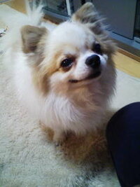 愛犬の最期を看取った方 こんばんは いつもお世話にな Yahoo 知恵袋