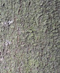 教えてください この木何の木ですか 赤城山南麓の農家の裏山の大木です 樹皮の表 Yahoo 知恵袋