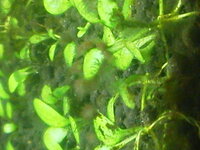 水槽の苔について質問です グロッソスティグマに茶色い苔がここ数日でつきました Yahoo 知恵袋