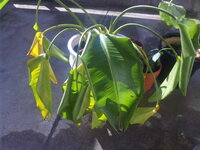 観葉植物 ストレリチア オーガスタ について １ ２年前に下の写真の観 Yahoo 知恵袋