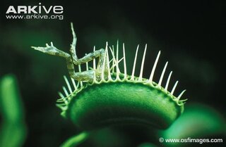 食虫植物 ハエトリソウ この現象は何故起きたんですか 実は細 Yahoo 知恵袋