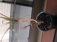 去年からハイドロカルチャーの炭植えで クワズイモを育てています インナーポッ Yahoo 知恵袋