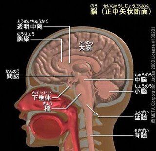 脳の断面図を見た疑問です 脳を横から見たときの断面図について この画像で Yahoo 知恵袋