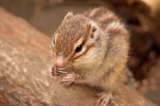 リスは年とってもかわいいのに オバサンは醜いのはどうしてですか Yahoo 知恵袋