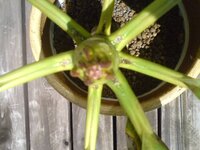 プルメリアの花芽でしょうか 茎の先を写真に取りました 爪の先のような葉っ Yahoo 知恵袋