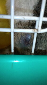 うさぎの左前足に腫れ我が家のうさぎ ５歳 の左前足つけねに ピンポ Yahoo 知恵袋