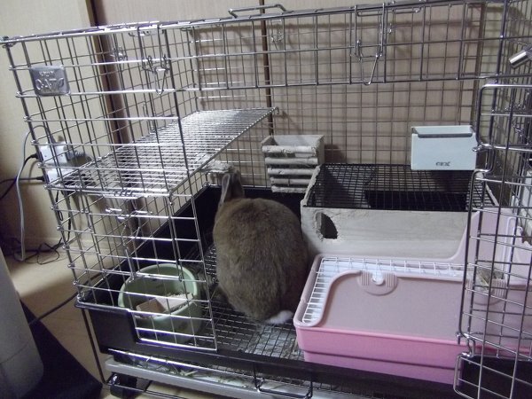 うさぎが怪我をしました ３ヶ月前に同じような怪我をしたこと Yahoo 知恵袋
