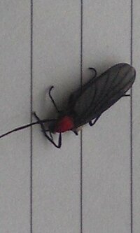 現在宮古島で大量発生している交尾虫♂ 毎年この時期に大量発生し、交尾しながら飛んでいる虫です。
名前や詳しいことわかる方がいれば回答お願い致します。

大きさは1センチぐらい。黒色で蛍みたいな見た目です。