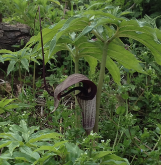 家の近くの空き地に変な植物が咲いていました これはなんと言う植物ですか Yahoo 知恵袋