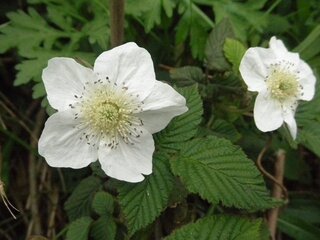 川原土手で今 よく見かける茎にトゲのある花ですが 名前を教えて下さい Yahoo 知恵袋