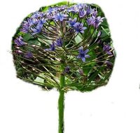 この画像の 紫色のぽんぽん丸い花の名前を教えてくださいm Mよろし Yahoo 知恵袋