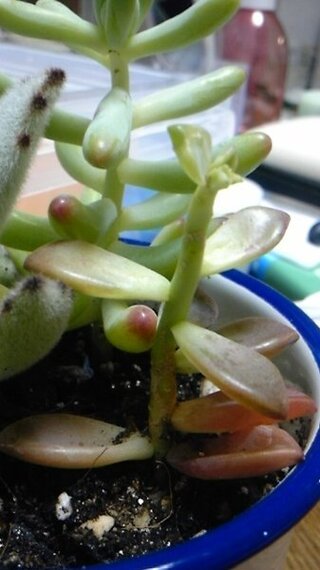 多肉植物の葉がぽろぽろ落ちてしまいました ３月に多肉植物を購入 Yahoo 知恵袋