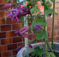 この花の名前を教えて下さい 時計草の仲間か クレマチスの仲間か調べてみましたが Yahoo 知恵袋