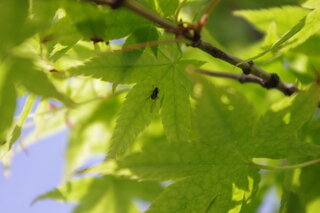 もみじの葉が葉先から枯れてきました 北面が特に枯れ方がひどいようです Yahoo 知恵袋