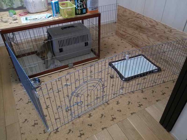 途方もない 電極 憲法 柴犬 室内 ケージ トイレ あからさま パイント 増幅