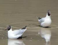 この 白黒の鳥は何という鳥ですか 富山県射水市の水の張った田ん Yahoo 知恵袋
