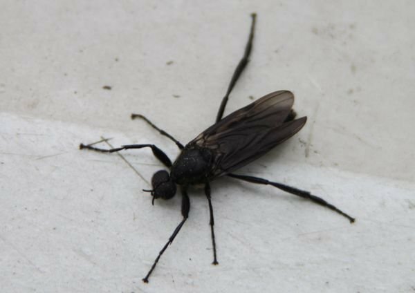 今朝 家の周りを沢山の黒い虫が飛んでいました 近所の人々も含め気味悪がっていま Yahoo 知恵袋