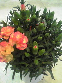 カーネーション グランルージュ の鉢植えです スプレーで沢山花が咲いて Yahoo 知恵袋